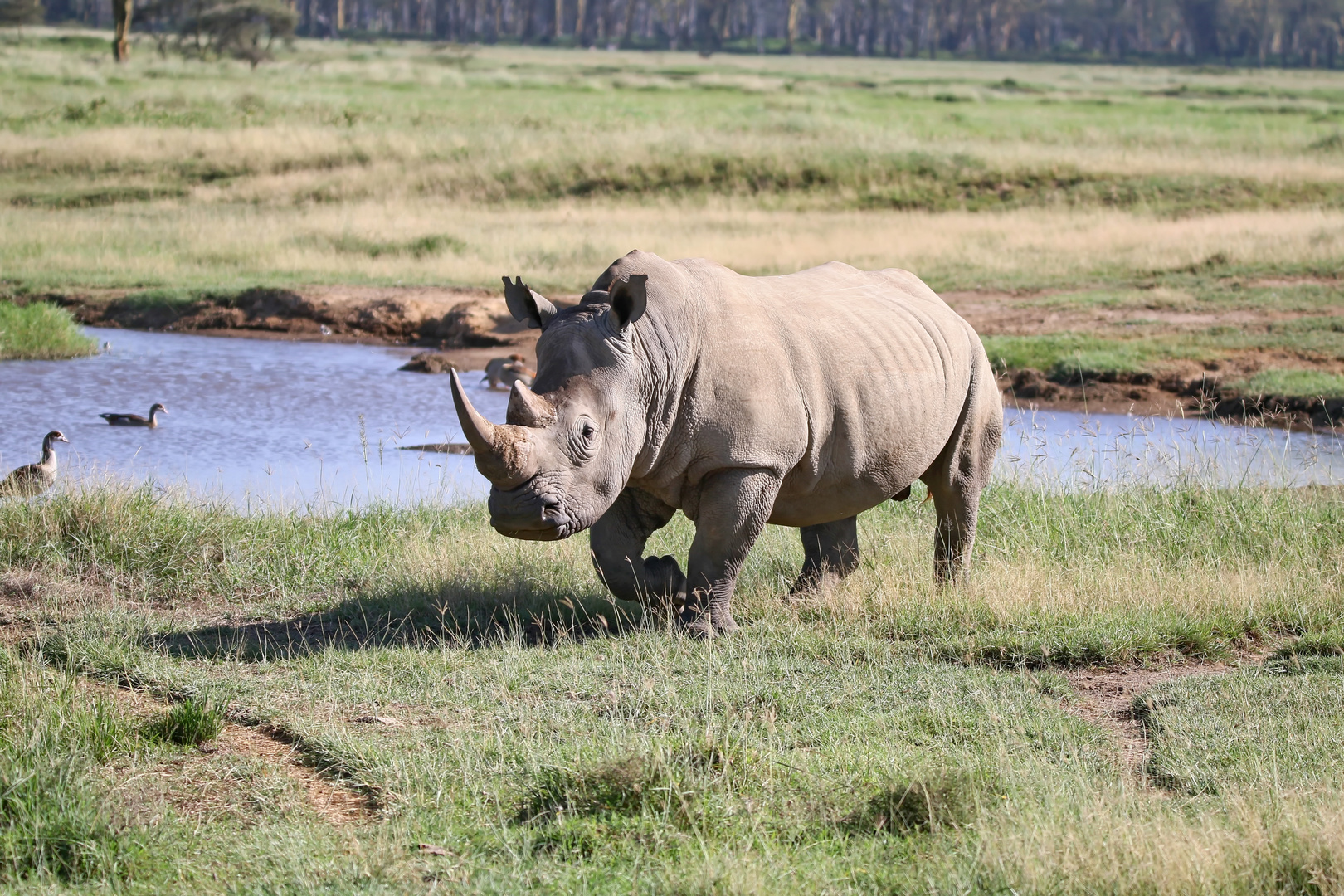 Das Breitmaulnashorn ..+ Filmchen