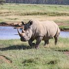 Das Breitmaulnashorn ..+ Filmchen