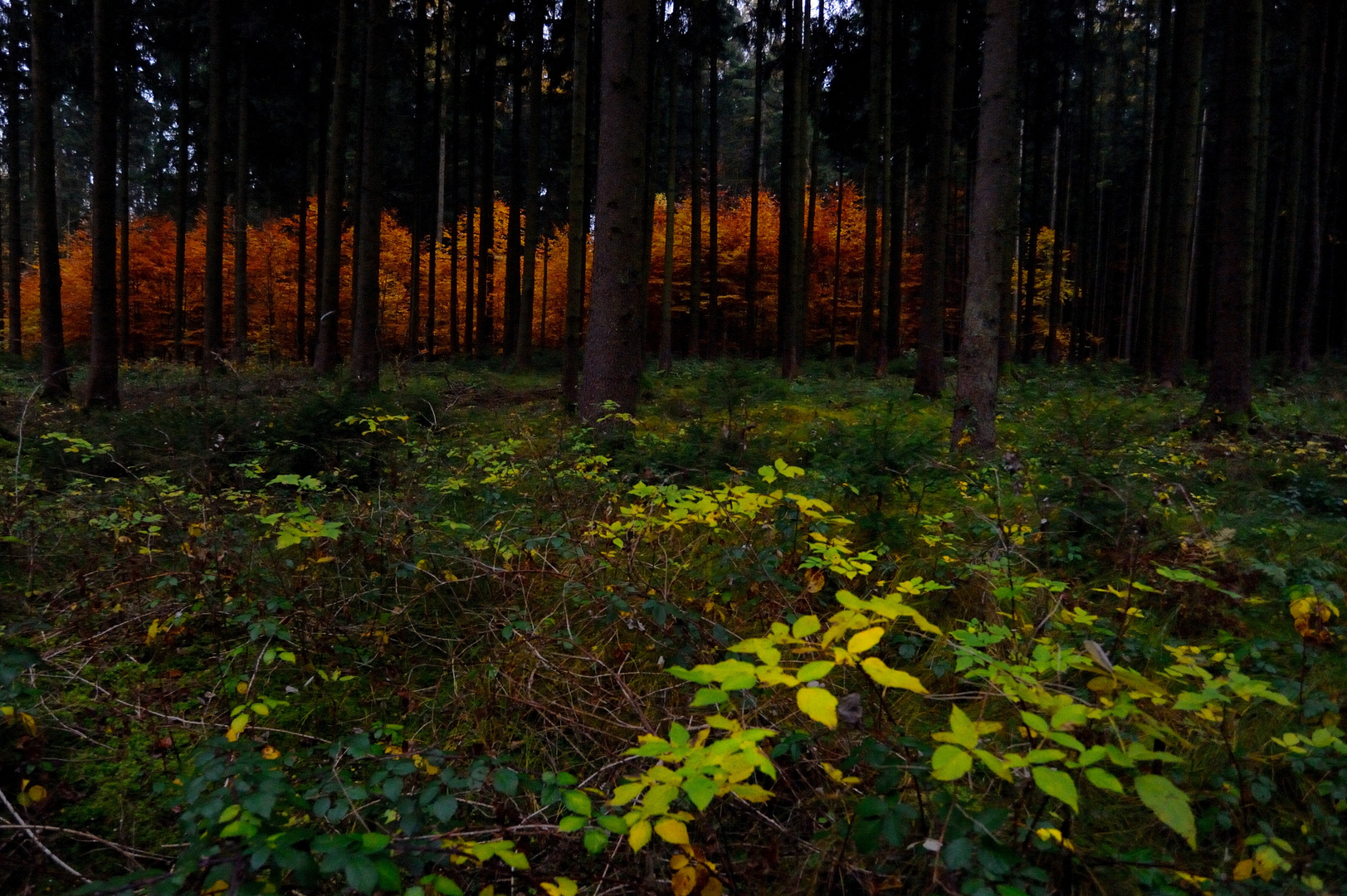 Das Brennen im Wald