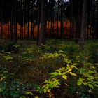 Das Brennen im Wald