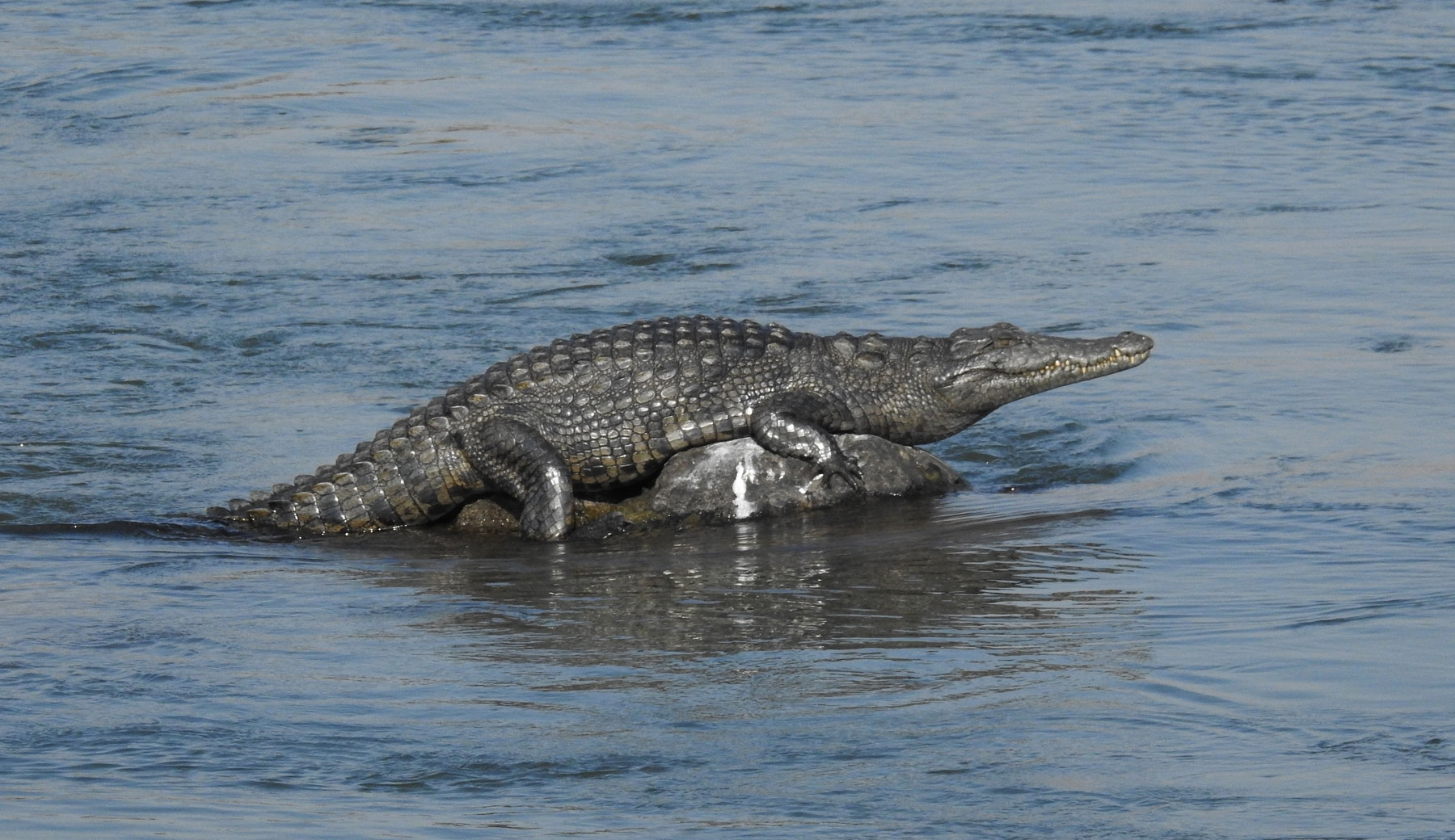 Das Bronzekrokodil vom Okawango