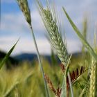 das Brot von morgen 1