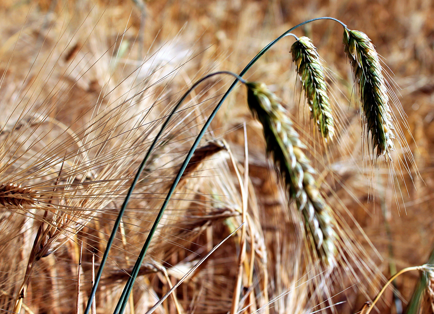 das Brot von morgen...............