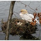 Das Brüten kann beginnen