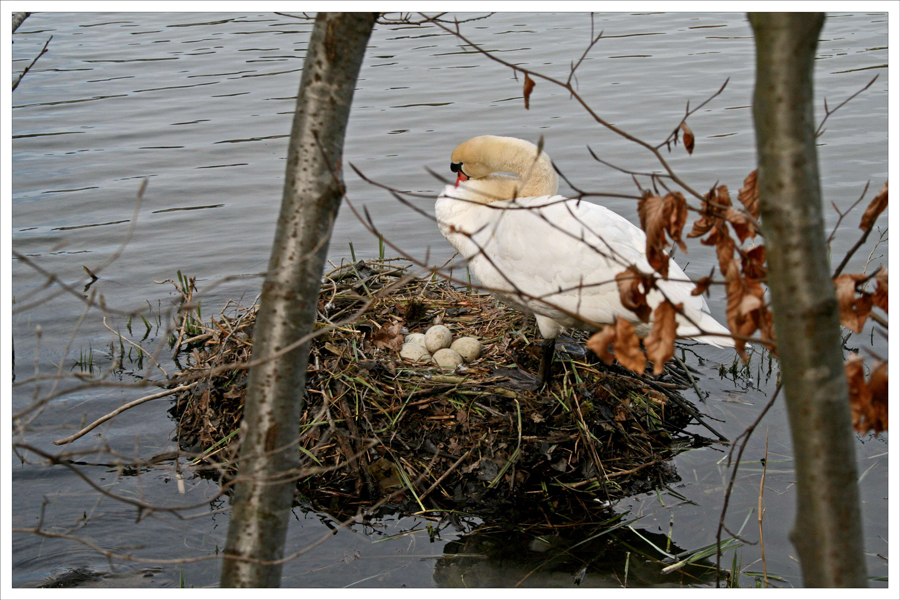 Das Brüten kann beginnen