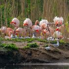 Das Brutgeschäft auf der Flamingoinsel läuft