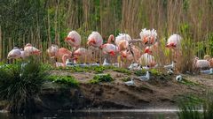Das Brutgeschäft auf der Flamingoinsel läuft