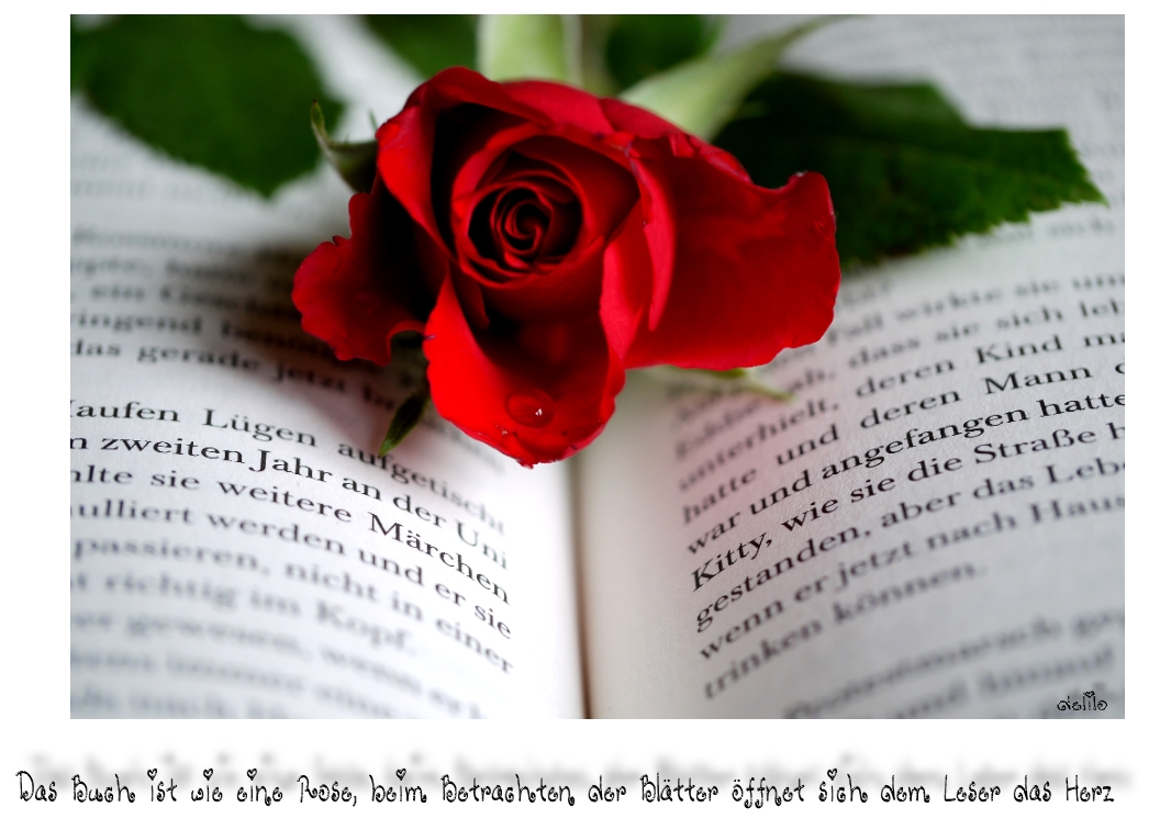 Das Buch ist wie eine Rose