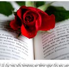 Das Buch ist wie eine Rose