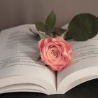 "Das Buch ist wie eine Rose, beim Betrachten der Blätter öffnet sich dem Leser das Herz..."