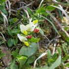 Das Buchskreuzblümchen in seinem Versteck aufgestöbert ...