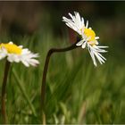 Das bucklige Gänseblümchen...