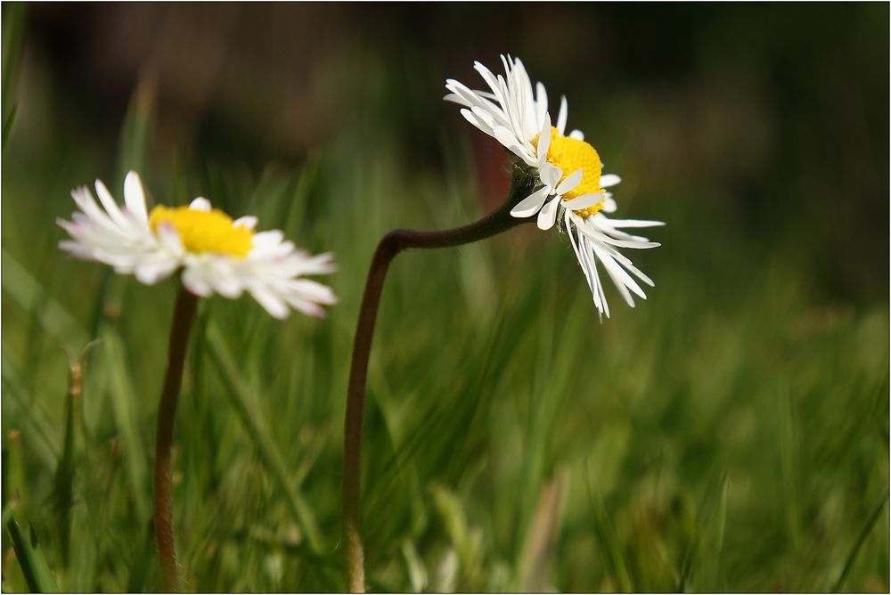 Das bucklige Gänseblümchen...