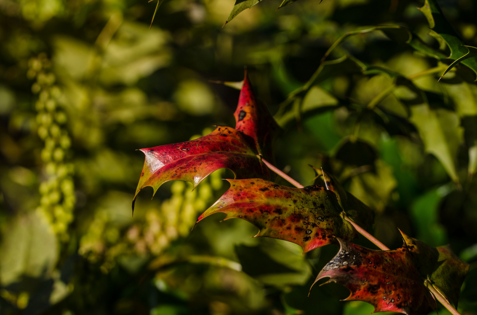 Das bunte Blatt