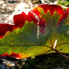 Das bunte Blatt II