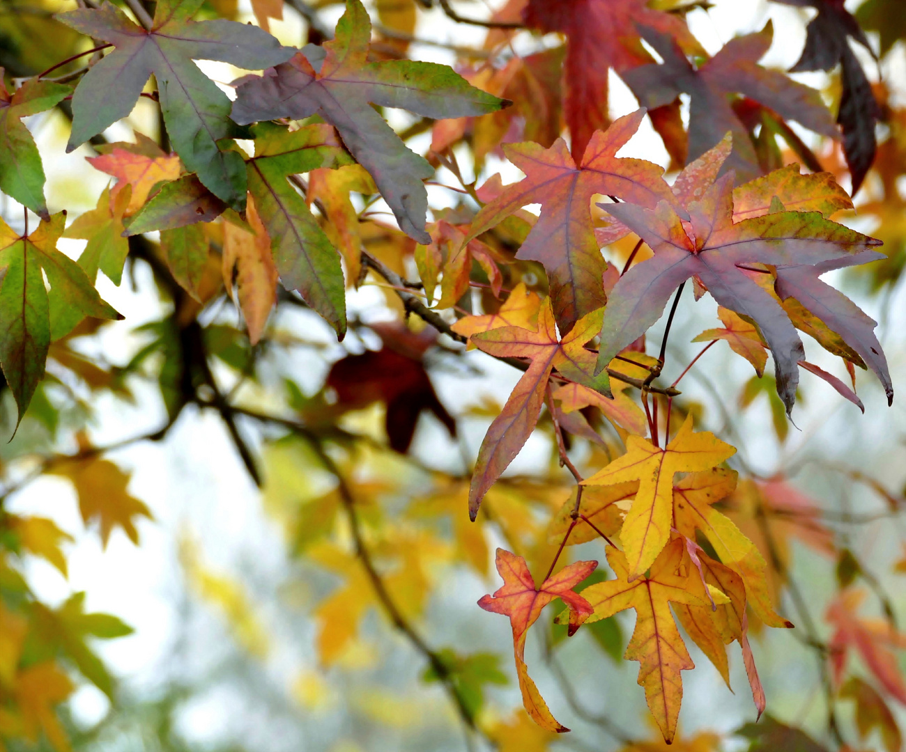 das bunte Laub des Amber-Baumes