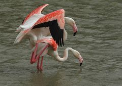 Das bunte Treiben der Flamingos...