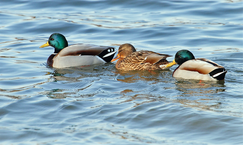 Das "Bunte Trio" -eins von vier tierischen Trios