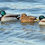 Das "Bunte Trio" -eins von vier tierischen Trios