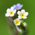 Das Bunte Vergissmeinnicht (Myosotis discolor)