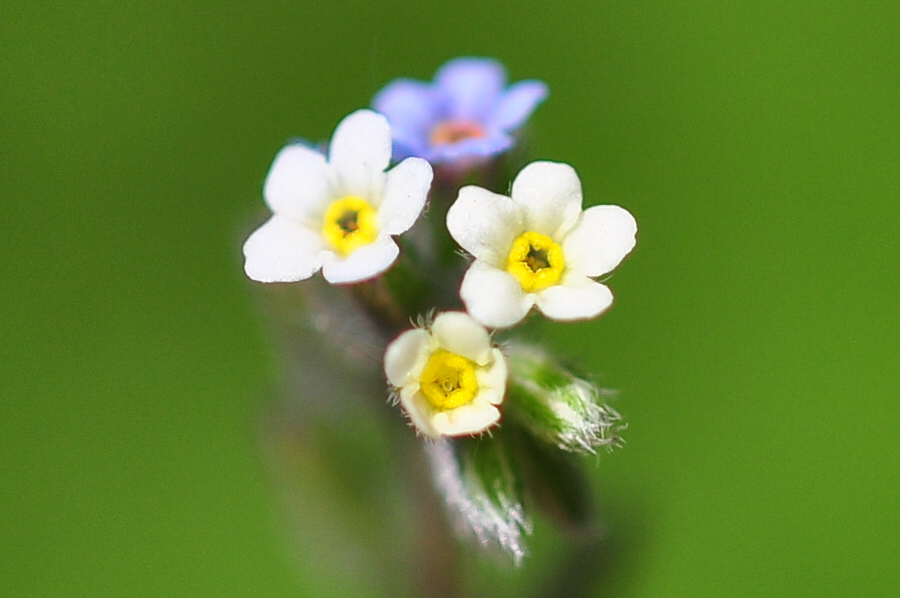 Das Bunte Vergissmeinnicht (Myosotis discolor)