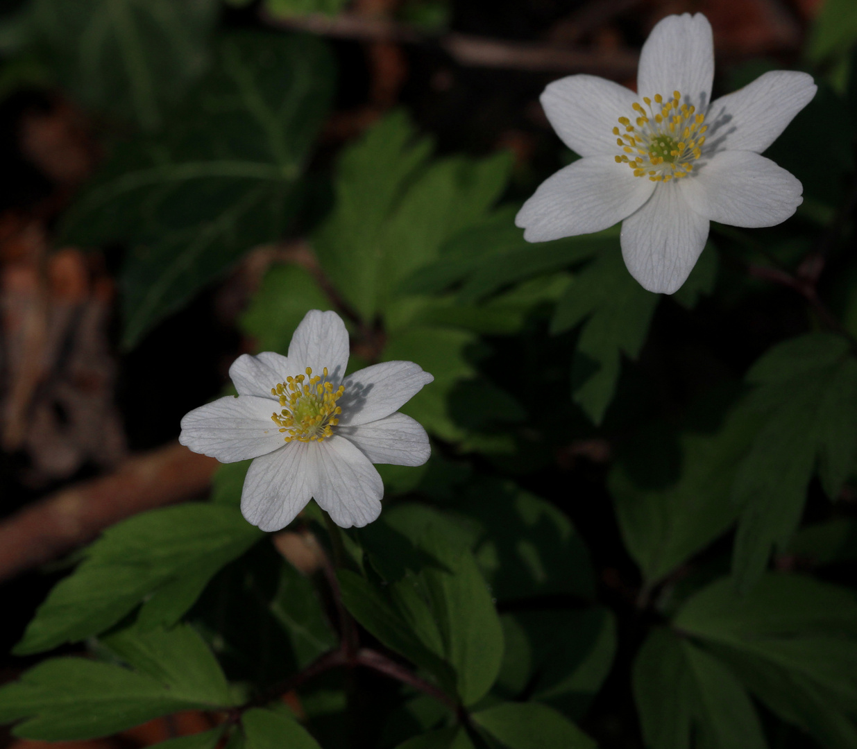 Das Busch-Windröschen Anemone nemorosa