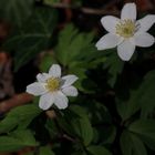 Das Busch-Windröschen Anemone nemorosa