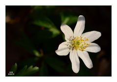 Das Buschwindröschen (Anemone)....