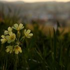 Das Butterblümchen am Hang