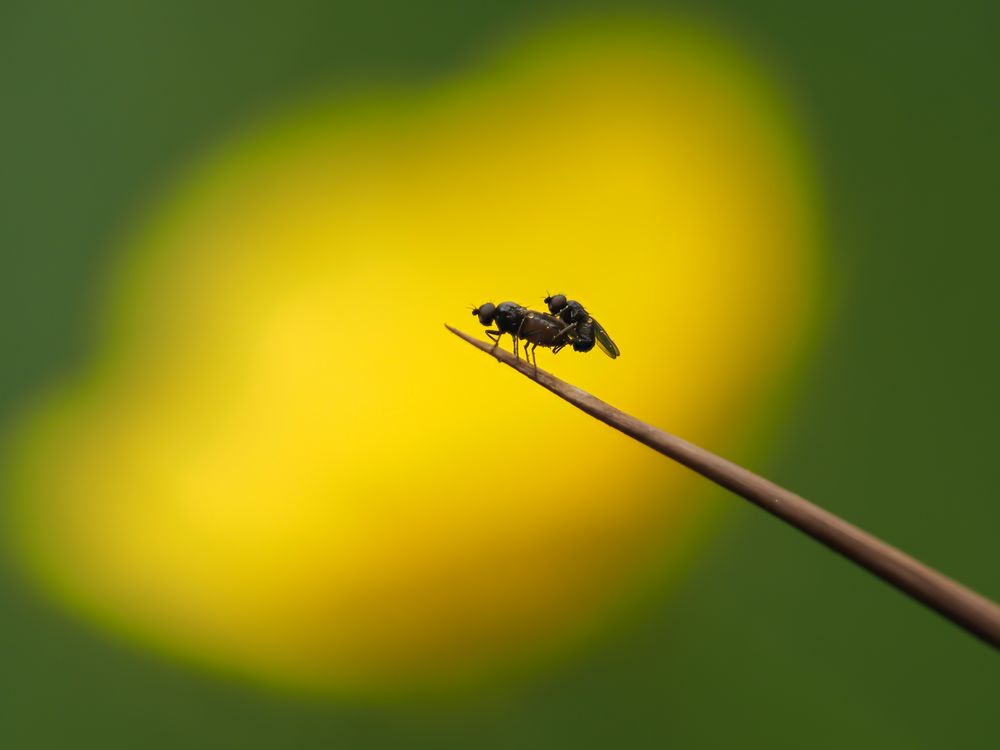 Das Butterblümchen im Hintergrund