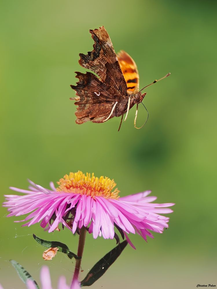 Das C macht einen Abflug