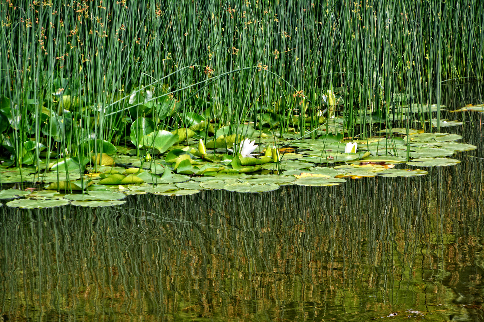 Das Cafe am Teich in Leinefelde Bild III