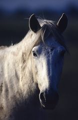 Das Camarguepferd