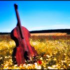 Das Cello in der Blumenwiese - Le violoncelle dans la prairie fleurie