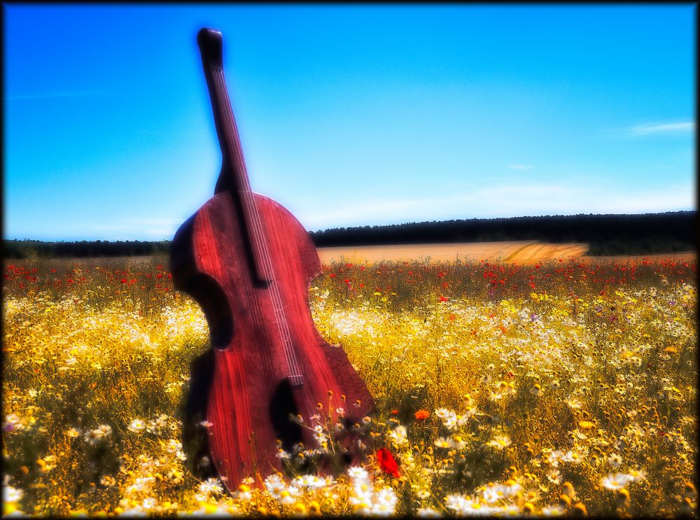 Das Cello in der Blumenwiese - Le violoncelle dans la prairie fleurie