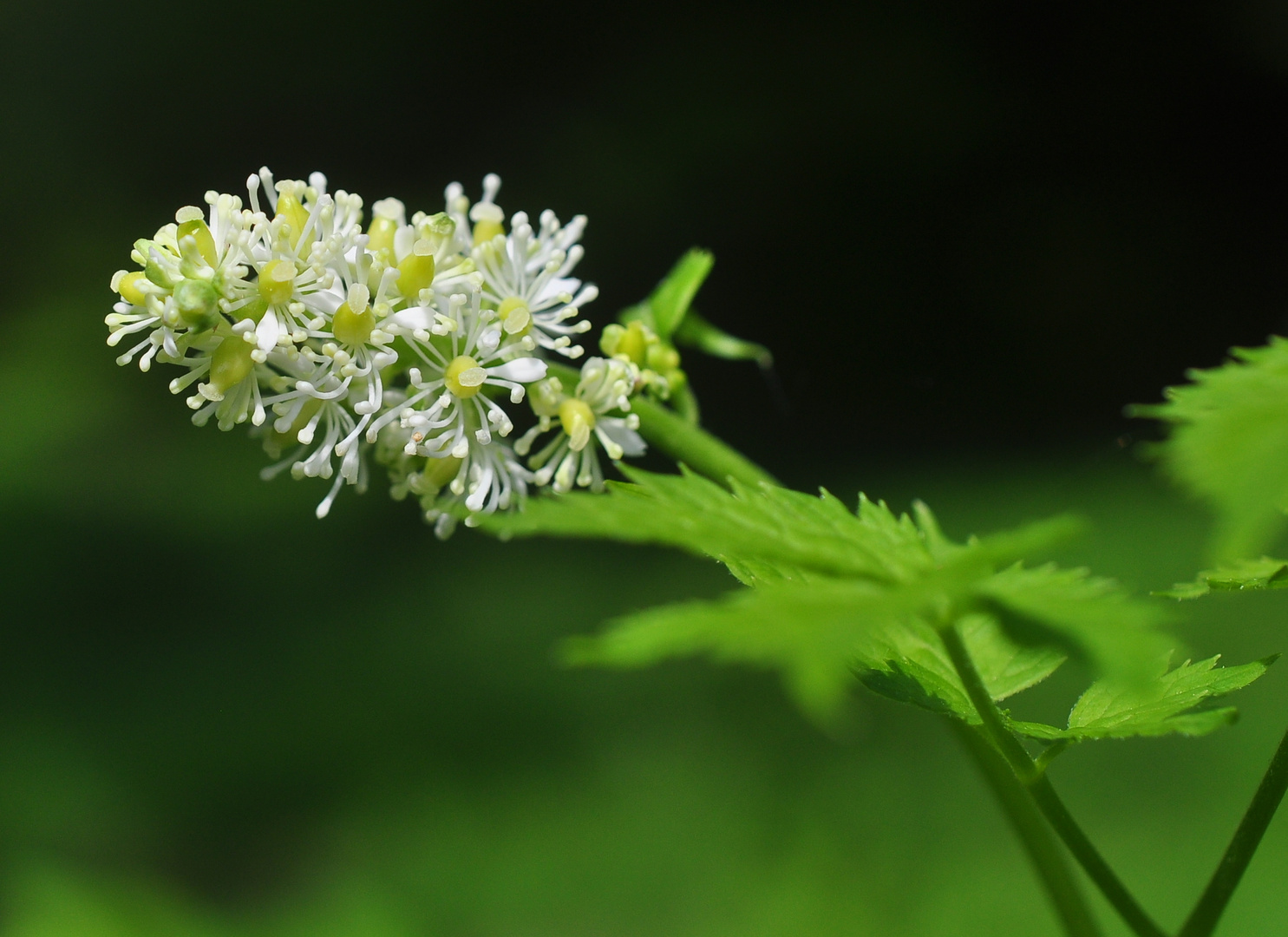 Das Christophskraut (Actea spicata)