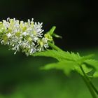 Das Christophskraut (Actea spicata)