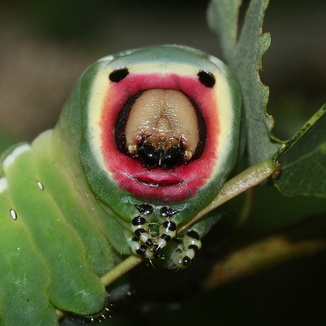 Das Clownsgesicht der Raupe des Großen Gabelschwanzes (Cerura vinula) ...