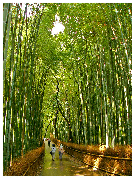 Das Dach aus Bambus - Hain am Tenryuji in Kyoto