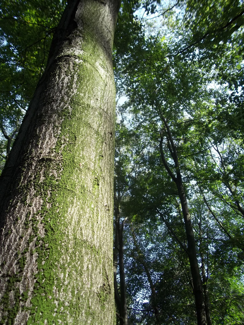 Das Dach des Waldes
