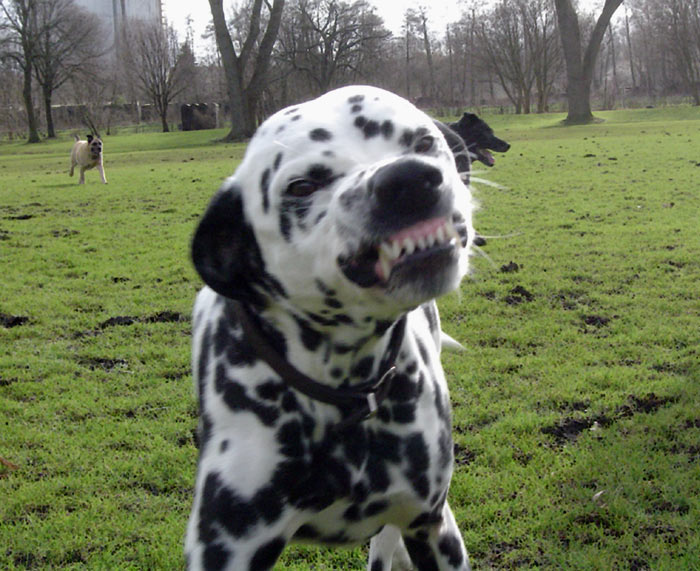 Das DalmatinerGrinsen Foto & Bild tiere, haustiere, hunde Bilder auf