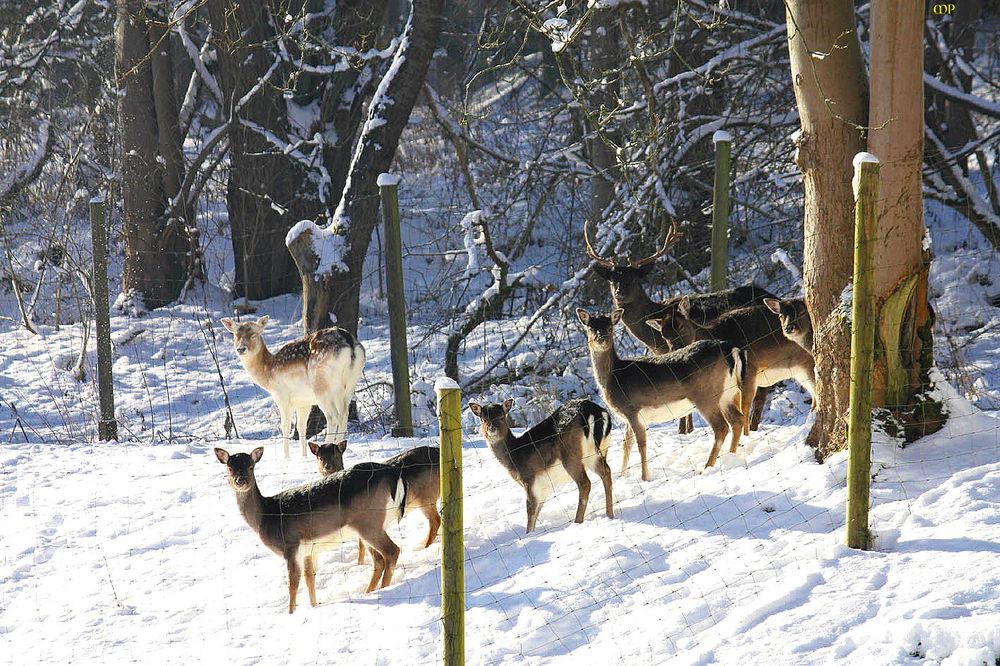 das Damwild im Gehege fühlt sich wohl im Schnee