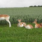 Das Damwild verhält sich weiter sehr vertraut