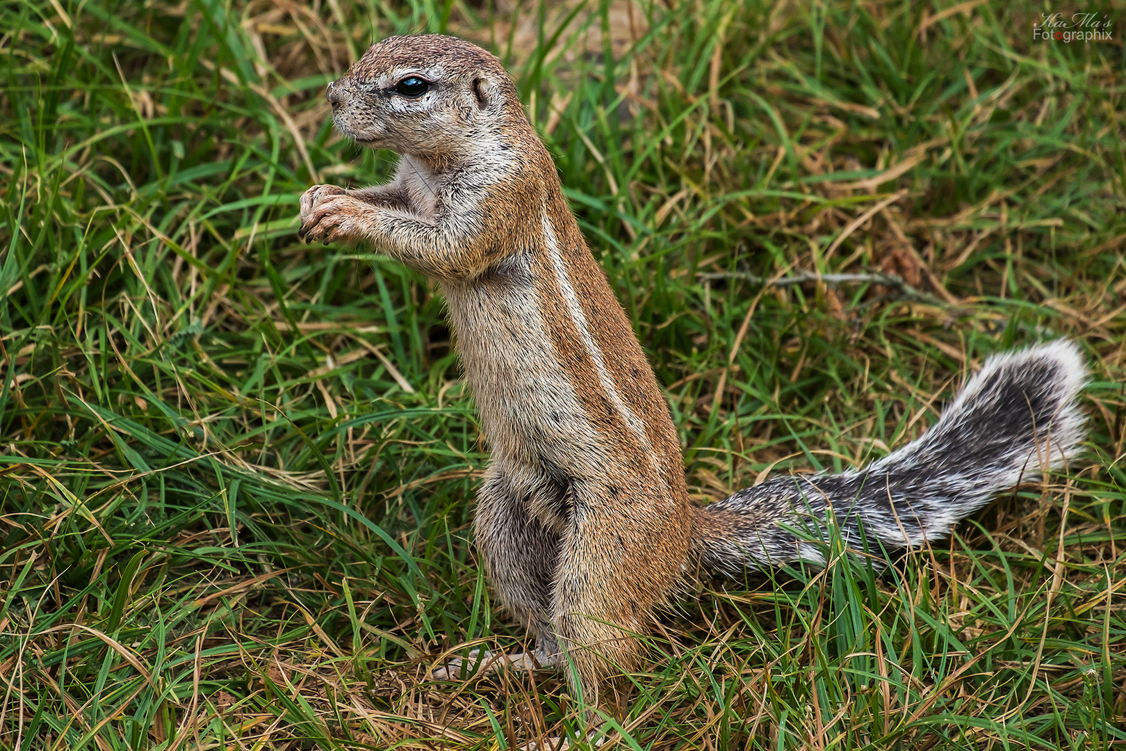 Das dankende Hörnchen