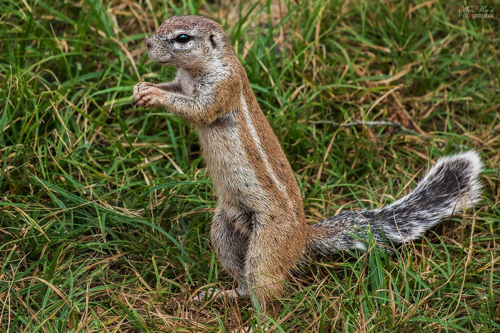 Das dankende Hörnchen