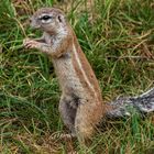 Das dankende Hörnchen