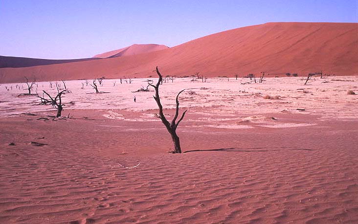 Das Dead Vlei