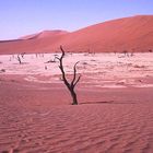 Das Dead Vlei