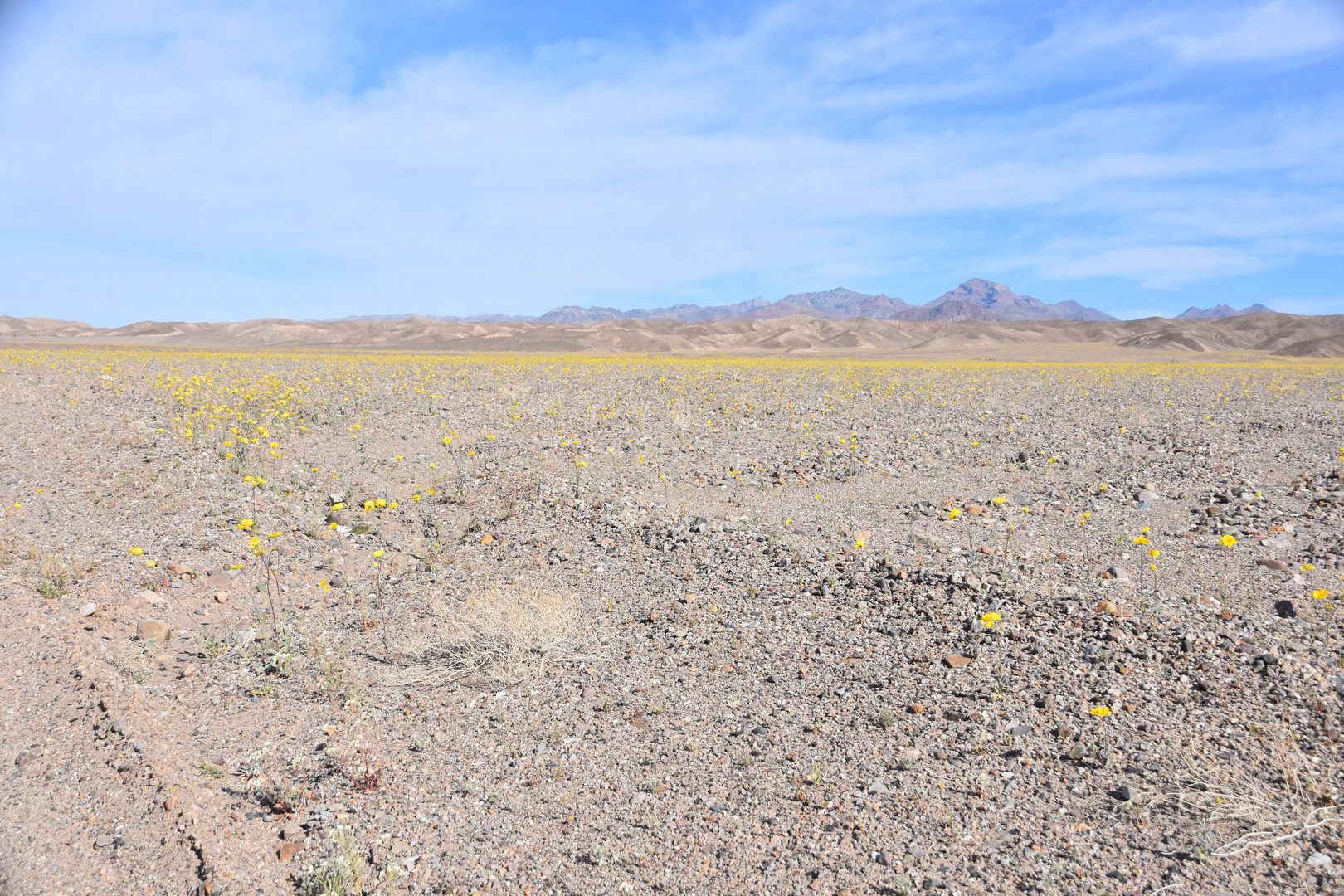 Das Death Valley blüht