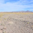 Das Death Valley blüht